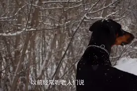 为什么黑狗辟邪