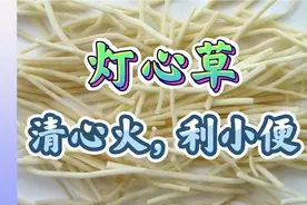 灯心草，清心火，利小便，用于心烦不眠，尿少涩痛，口舌生疮等视频封面