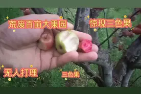 农村百亩荒废果园，无人打理，果子爆满，惊现三色果，什么情况？视频封面
