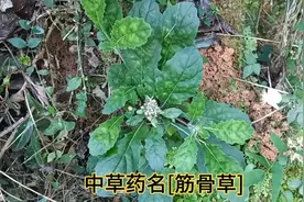 中草药名[筋骨草]别名金疮小草，全草入药。味苦性寒。视频封面