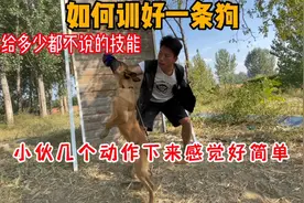 几个动作教会你如何训练小狗，给多少钱都买不到的技能，全是干货视频封面