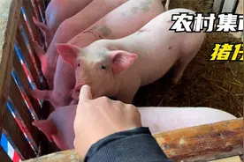 实拍张家界农村集市，白猪仔30多一斤，买一头几千块视频封面