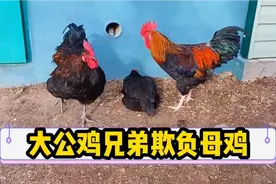 大公鸡兄弟合计欺负母鸡，母鸡被追的鸡飞狗跳苦不堪言视频封面
