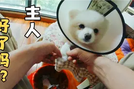 狗狗脚丫红肿溃脓，主人给它换药包扎，小家伙挺乖啦视频封面