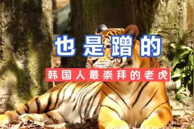 韩国人作为“精神象征”的虎文化也是蹭的，以后少动我们家东西！视频封面
