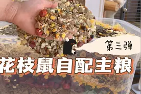 花枝鼠自配主粮第三弹：这次是合成粮三角和rm打底，超快速又爽！视频封面