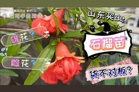 山东临沂沦为第二宿迁？突尼斯石榴苗货不对板？雌花雄花帮我鉴别