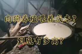 肉狗养殖喂养成本到底是多少？这样的养殖方式会亏到一塌糊涂么？视频封面