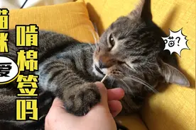猫咪都爱啃棉签吗？我家的猫啃得嘎嘎脆！视频封面