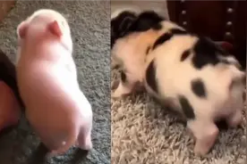 小猪猪挠痒痒，太治愈了！实不相瞒我想过这样的日子视频封面