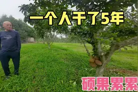东北大哥在海南种了200亩地，一半沉香一半榴莲蜜，5年后见到效益视频封面