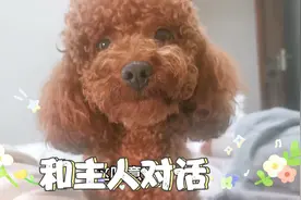 宠物泰迪狗狗太聪明了，想要上床睡觉，跟主人好好商量，会说话视频封面