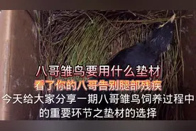 小八哥雏鸟饲养要用什么垫材，看了告别腿部残疾的问题，建议收藏