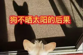 狗不晒太阳的后果视频封面