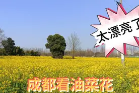 成都郫县安靖镇蜀绣园，好大一遍金灿灿的油菜花，真的太漂亮了视频封面