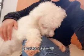 流浪狗有多缺爱？把头埋在在女主人怀里不肯出来，起名粘粘好了视频封面