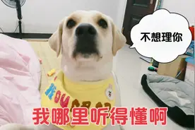 这狗子火爆脾气，主人说了它一句，立马转头就走开视频封面