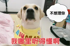 这狗子火爆脾气，主人说了它一句，立马转头就走开视频封面