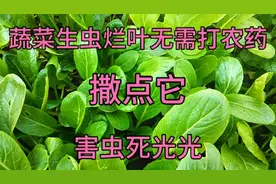 蔬菜生虫烂叶无需打农药，撒点东西，蔬菜疯长不停，害虫死光光视频封面