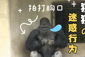 你知道大猩猩拍打胸口是什么意思吗？视频中的猩猩不断怕打胸口！视频封面