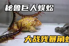 可以捕食蝙蝠的蜈蚣，大战可以捕食小鸟的角蛙，谁才是最强王者视频封面