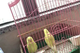 圆圆的尾巴居然掉了！