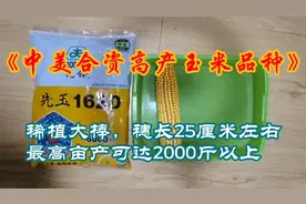 中美合资高产玉米种子，最新品种，稀植大棒，穗长25厘米。