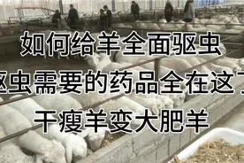 羊如何全面驱虫，让干瘦羊变成大肥羊！驱虫药都给大家列举出来了视频封面