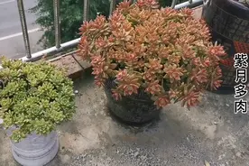 大盆种的多肉长得更好，放露楼顶露养状态好，不用管理视频封面