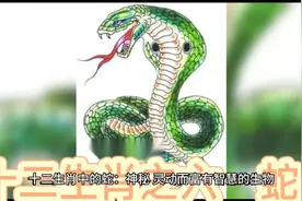 十二生肖之六   蛇视频封面