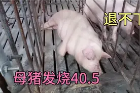 母猪发烧打了几针还是不退烧，怎么办？在线求助！视频封面