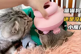 明明是给人用的按摩仪，不知道被谁玩坏了，一搜全是给猫主子按摩视频封面