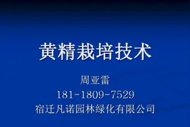 黄精种植技术视频封面