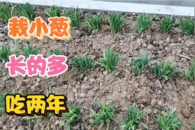 坡姐移栽小葱，两种肥料分两层放，葱长的快，能吃两年好葱视频封面