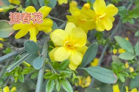 身边的草药（12续），研究证明迎春花还可抗心律失常降压降血糖..