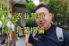 500元一颗蓝宝石葡萄苗，不能光靠坑蒙拐骗视频封面