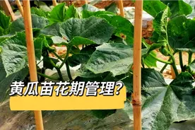黄瓜苗4叶、6叶如何管理？很多人做错了，瓜秧结瓜少病害多，学学视频封面