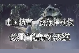 中国特有动物，国家一级保护动物，长江白鲟，正式宣布野外灭绝视频封面