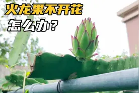你种的火龙果不开花不结果？只要做好三点，一年不愁果吃