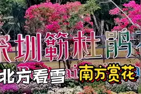 深圳莲花山公园，簕杜鹃花展，有哪些亮点与惊喜？视频封面