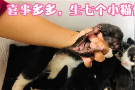 猫咪最多生几个小仔？我家的创纪录了，一下生七个视频封面