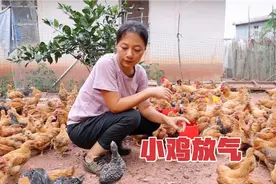 小公鸡腌完胀气厉害，大妹教你一招给小鸡放气，简单又方便
