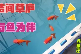 在鱼场里用草帘子搭间小屋，日夜与鱼为伴，养兰寿金鱼我是认真的视频封面