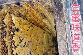 吃猪肉都想年猪味，养猪的都想三个月出栏，蜂蜜亦是如此视频封面