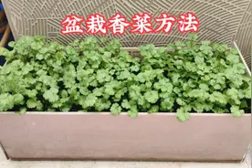 种植盆撒播香菜种子，做好5个步骤，出苗快又齐视频封面