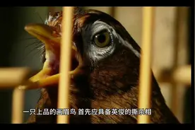 选鸟视频封面