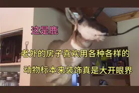 老外的房子喜欢用各种各样的动物标本来装饰，真是大开眼界。视频封面