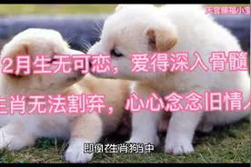 12月生无可恋，爱得深入骨髓，3生肖无法割舍，心心念念旧情人视频封面