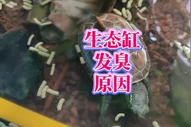 古法生态养乌龟养鱼，龟缸水臭的原因解析，防止鱼缸水发臭的技巧视频封面