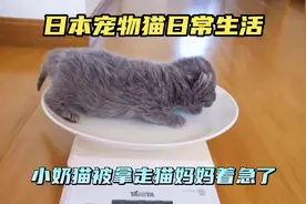 日本宠物猫日常生活 小奶猫被拿走猫妈妈着急了视频封面